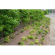 BIOWEED1ROL BioWeedtex 157g/m² - 1 m B x 100 Lm - rol BioWeedtex is een 100% bio-degradeerbare en composteerbare onkruiddoek.
Hiermee geeft u onkruid geen kans en laat u planten tot volle bloei komen in tuinen, parken of bermen.
Voor een duurzaam, onkruidvrij landschap.
De uitstekende water- en luchtdoorlaatbaarheid van de BioWeedtex stimuleert de plantengroei.
Zijn bruine kleun integreert zich harmonisch in het landschap.
BioWeedtex zal op een natuurlijke wijze afbreken na een periode van minimum 4 jaar.
De toevoeging van plantaardige hennepvezels heeft een nog levendiger en natuurlijker aspect aan het product.

Toepassing: taluds, bloemperken, aanplantingen, bermen, parken, parkings, aanleg langs waterwegen.

Plaatsing:
BioWeedtex moet ontrold worden op een plat en proper gemaakte grond.
Een overlappingsstrook voorzien van +/- 20 cm.
Veranker met ijzeren haken in de grond.
Aankruisen met een breekmes en BioWeedtex openplooien waar men wenst te beplanten.
Het plantgat dichtplooien en aarderesten op BioWeedtex verwijderen.

Gewicht: 157 g/m²
Dikte: 0,9 mm
Volle rol: 100 m
Breedte: 1 m BioWeedtex foto